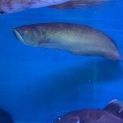 シルバーアロワナ　引き取り魚　訳あり