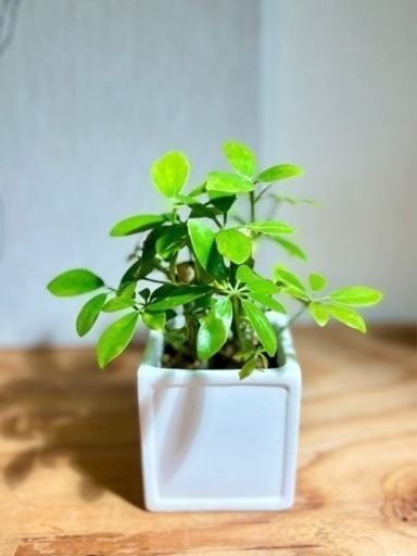 室内でも育てやすいシェフレラ株立(2本) 鉢付き www.inversionesczhn.com