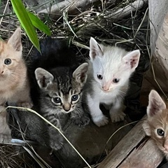 授乳期の子猫の里親募集