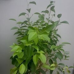 ベンジャミン 観葉植物 ガーデニング 鉢植え グリーン