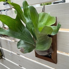 ヒリー ドラゴン◇ ビカクシダ（コウモリラン）P.Hilli Dragon