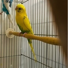 インコちゃん三匹います。