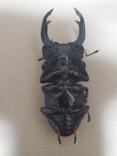 【美麗❗】オオクワガタ♂️♀️ペア 美麗❗】オオクワガタ♂️♀️ペア