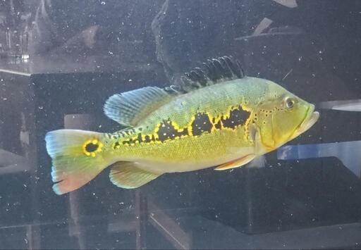 【熱帯魚】キクラ オリノセンシス ±30㎝