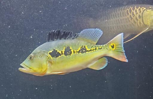 【熱帯魚】キクラ オリノセンシス ±30㎝