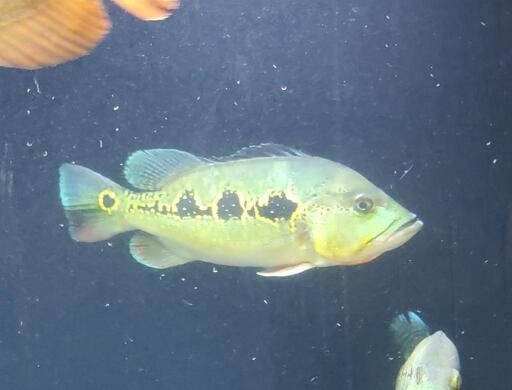 【熱帯魚】キクラ オリノセンシス ±30㎝