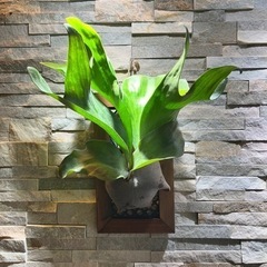 ヒリー ドラゴン◇ ビカクシダ（コウモリラン）P.Hilli Dragon