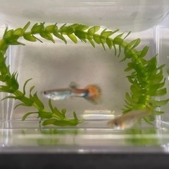 【熱帯魚】グッピー 2ペア 生後3ヶ月程