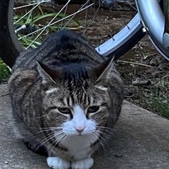 新しい家族として迎えて下さい