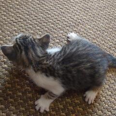 2匹の子猫の里親募集🐱 − 静岡県