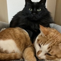 珍しい真っ黒の長毛猫マリリン