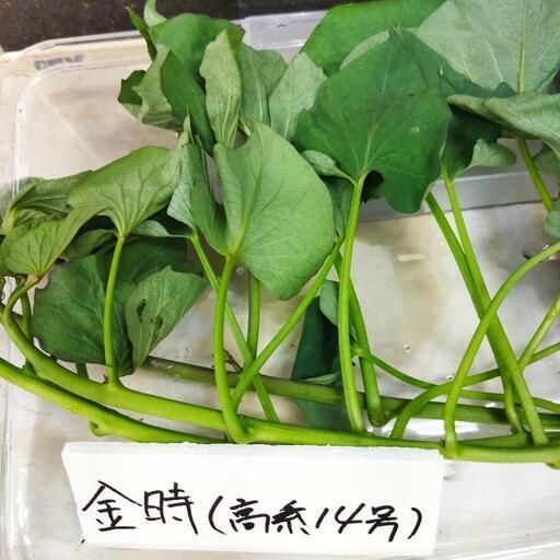 金時芋苗 50本 学生用 ptpnix.co.id