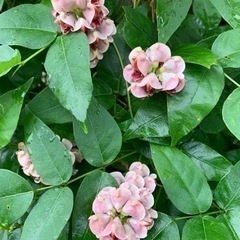    青森県産  アピオス  鉢植え