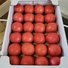 トマト　24玉　本日のみ　6箱限定