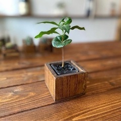 wood  cube （ダークウォルナット）コーヒーの木セット