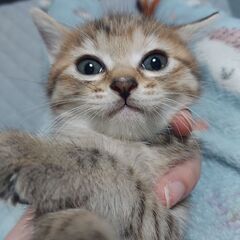 母猫、子猫の里親探しております。