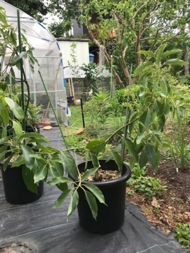 アボカド接木苗 直接引き取り限定