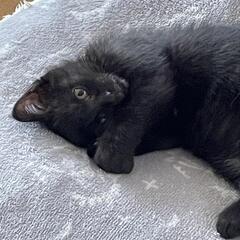 里親決定　生後3ヶ月の黒猫ちゃん💖