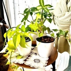 観葉植物　ドラセナ、ポトス、アイビー