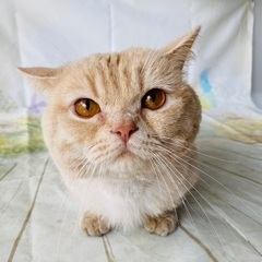 🐱里親募集🐱マンチカン男の子　推定2歳