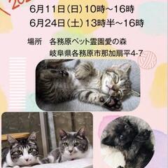 保護猫保護犬の譲渡会！！