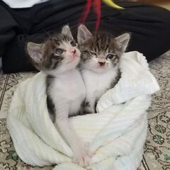 子猫たち２匹の里親さんが決まりました！！