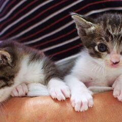 子猫たち２匹の里親さんが決まりました！！ − 東京都