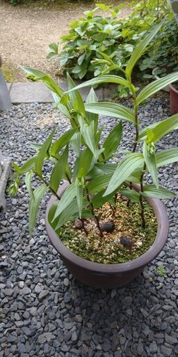 山野草　カキラン