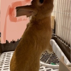 1歳になるうさぎの男の子🐰あめくんです。の画像