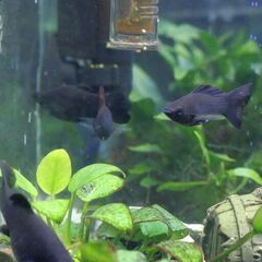 ブラックモーリー(複数）熱帯魚