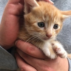 里親さんきまりました。茶トラちゃんとミケちゃんの5ニャンズ里親募...