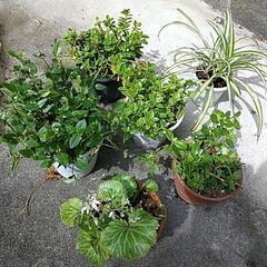 鉢植え　植物　色々