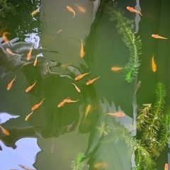 メダカ　楊貴妃　成魚　稚魚