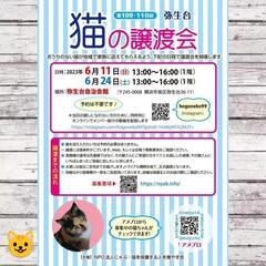横浜市泉区　猫の譲渡会　主催　NPO法人にゃぶ・猫を保護す…
