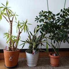 大きめ観葉植物 ３種類まとめて