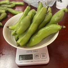 京都産　無農薬野菜　そら豆　518g 11本