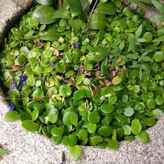水草浮草とタニシ