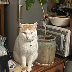 白茶の大きな猫 - 猫