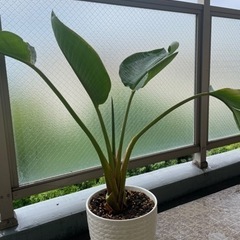 オーガスタ⭐︎観葉植物⭐︎80センチ