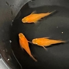 紅帝 半ダルマ めだか 1ペア 成魚