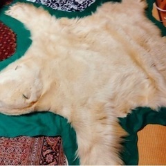 本物。白熊敷物