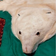 本物。白熊敷物