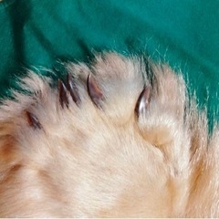 本物。白熊敷物