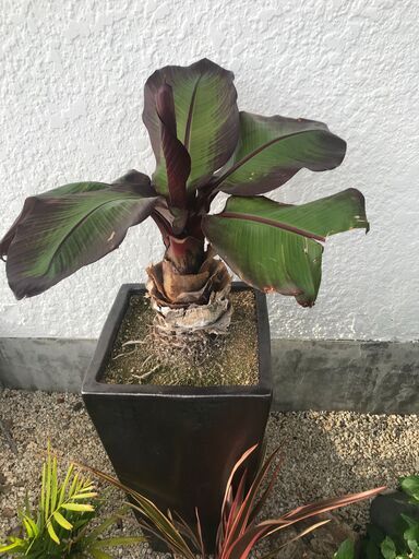 珍しい観葉植物　エンセテマウレリー