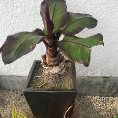 珍しい観葉植物 エンセテマウレリー