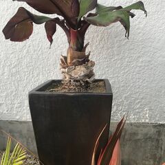 珍しい観葉植物 エンセテマウレリー
