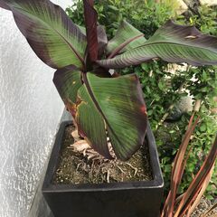 珍しい観葉植物 エンセテマウレリー