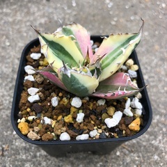 台湾産 スナグルトゥース Agave アガベ