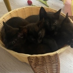 黒猫　子猫　生後2ヶ月です。