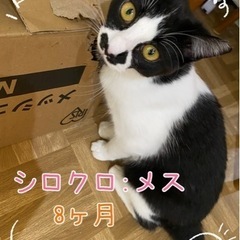 🍀里親様決まりました🍀保護猫 シロクロちゃん8ヶ月